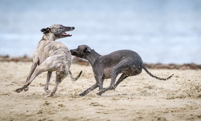 棕色沙滩上的黑色和灰色的狗